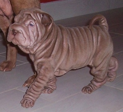 Publication : des Hauts Monts de Shanghai