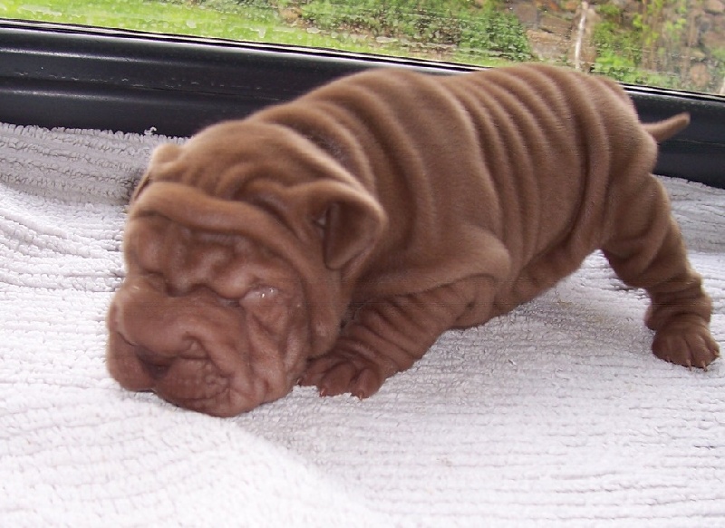 Publication : des Hauts Monts de Shanghai