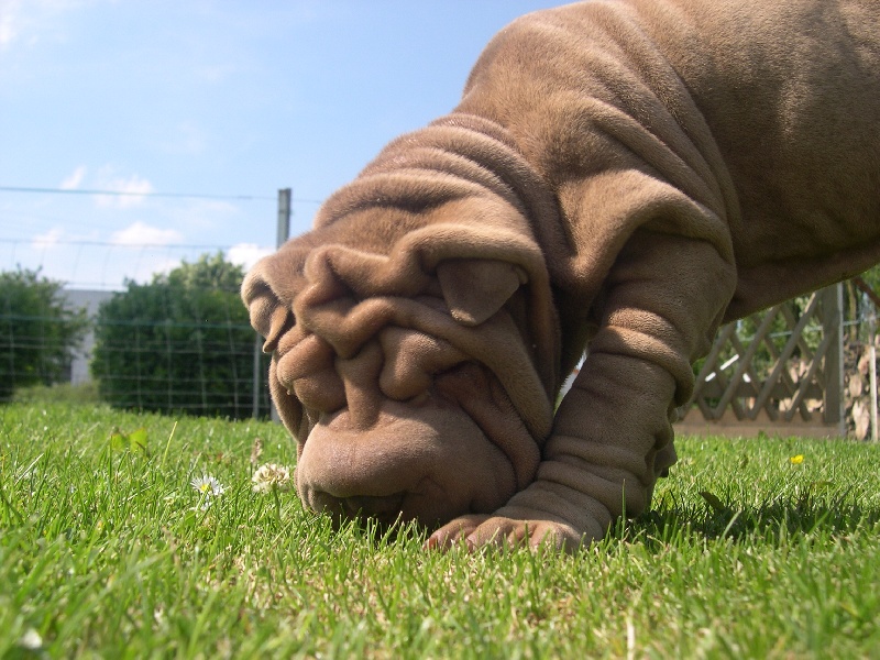 Publication : des Hauts Monts de Shanghai