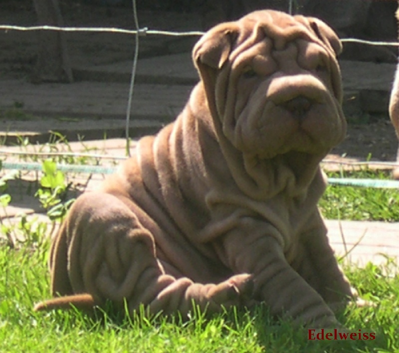 Publication : des Hauts Monts de Shanghai