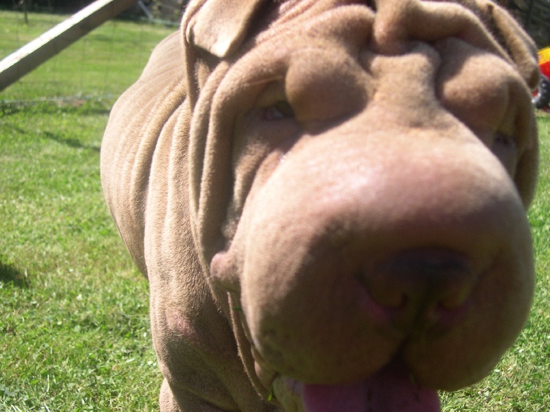 Publication : des Hauts Monts de Shanghai