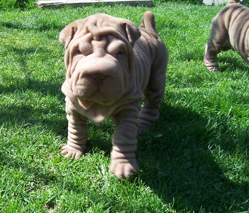 Publication : des Hauts Monts de Shanghai