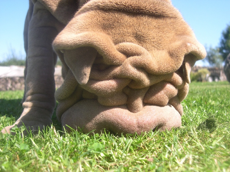 Publication : des Hauts Monts de Shanghai