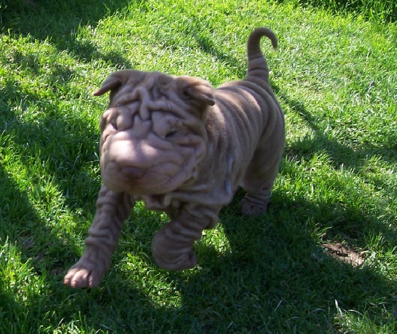 Publication : des Hauts Monts de Shanghai