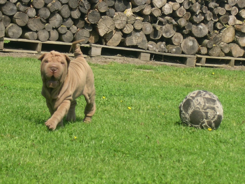 Publication : des Hauts Monts de Shanghai