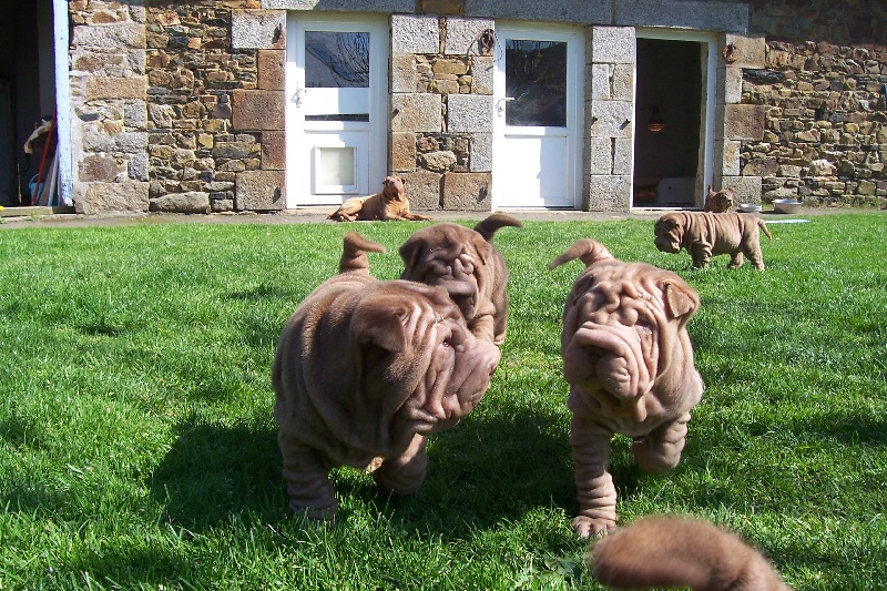 Publication : des Hauts Monts de Shanghai