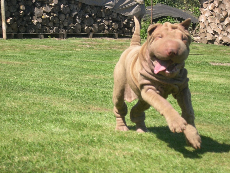 Publication : des Hauts Monts de Shanghai