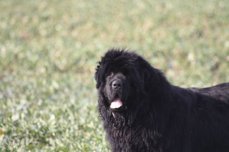 Je suis charlie Du Domaine De Flambeau