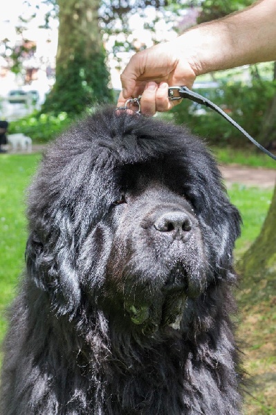 Je suis charlie Du Domaine De Flambeau