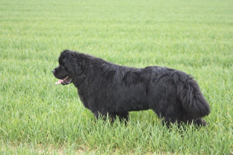 Je suis charlie Du Domaine De Flambeau