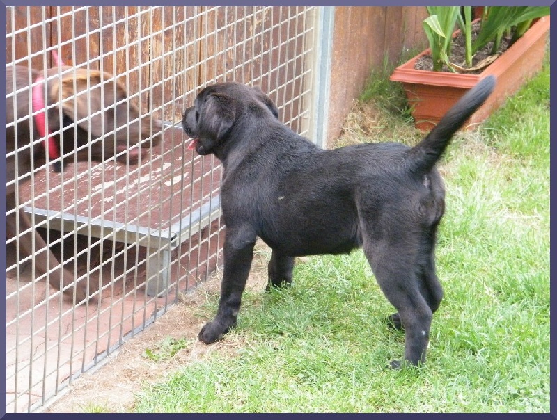 Fedine pretty girl du Labramour d'Othys