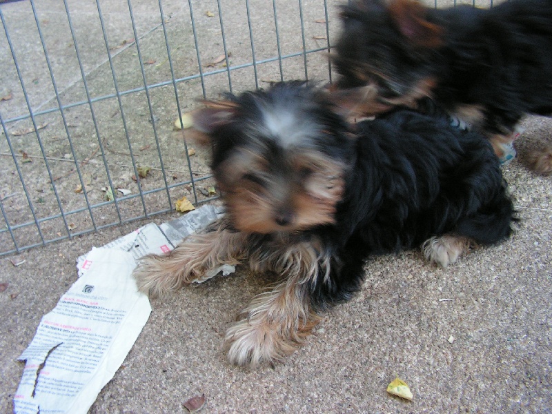 Publication : de l'Aube de Capimondis