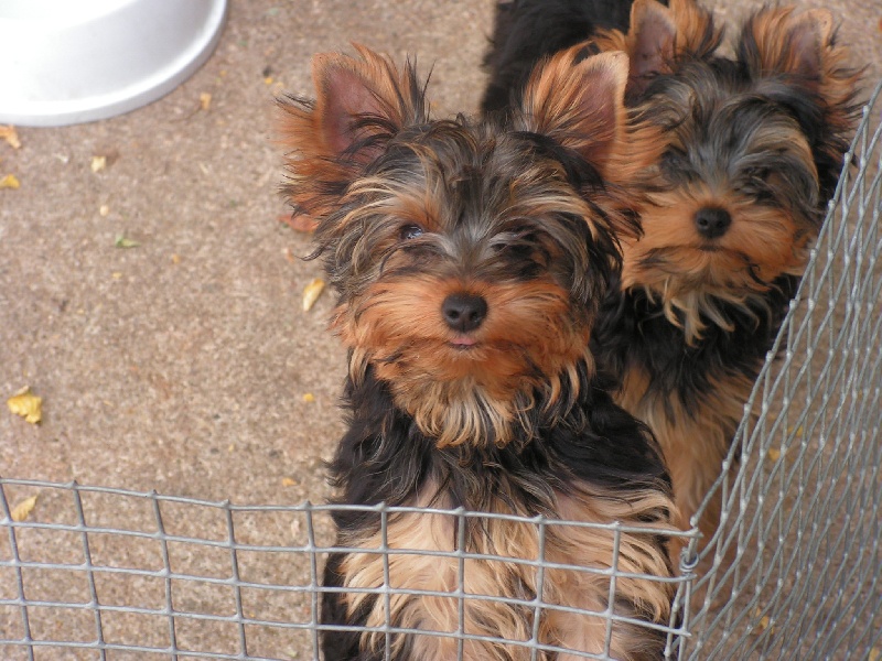 Publication : de l'Aube de Capimondis