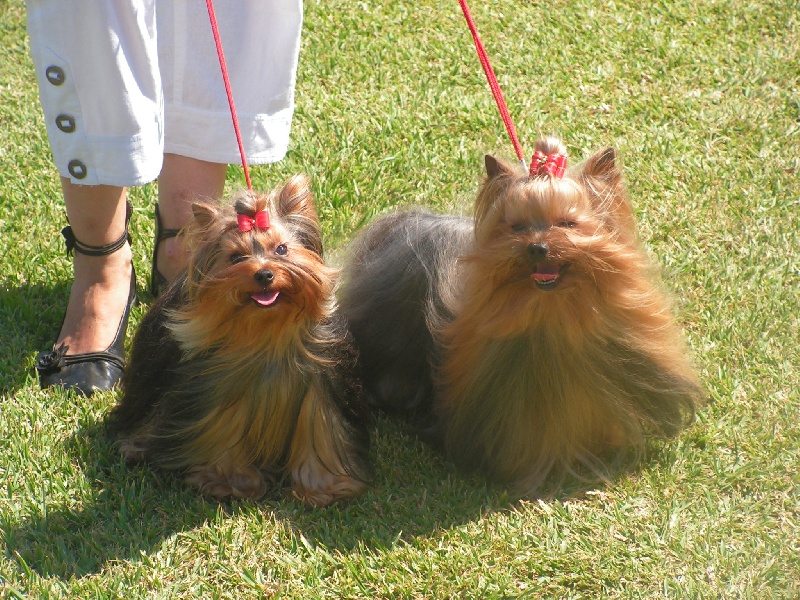 Publication : de l'Aube de Capimondis