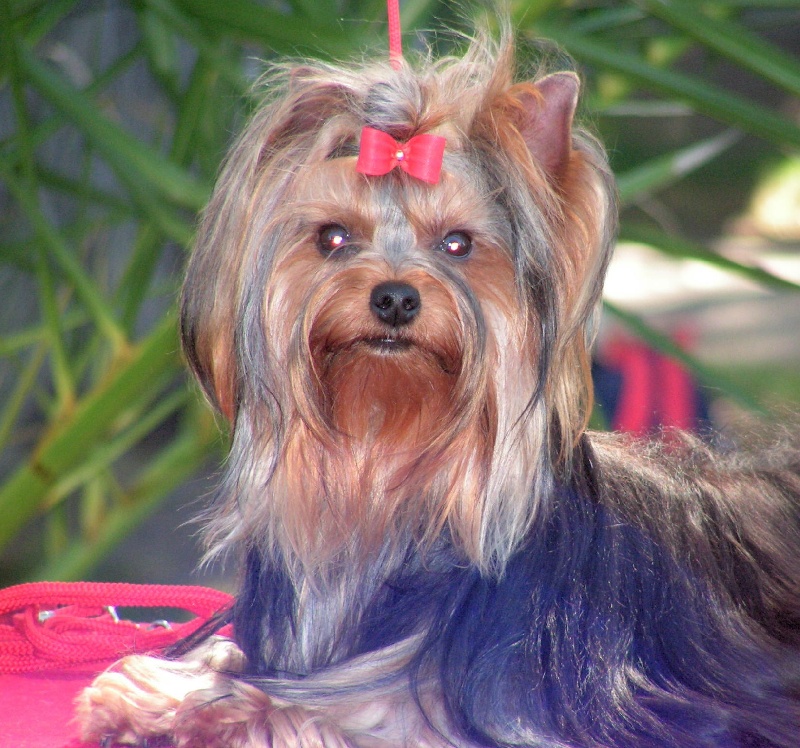 Betty boop de l'Aube de Capimondis - 1er classe jeune femelle