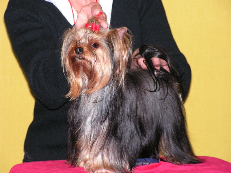 Betty boop de l'Aube de Capimondis - aucune