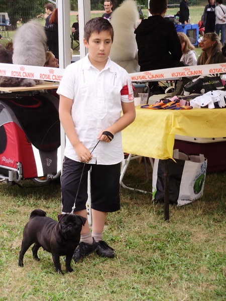 Diana lady black Du chevalier de saint maxime - 1 ere excellent CACS classe ouverte femelles