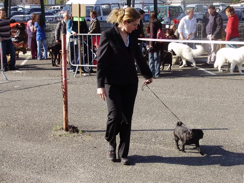 Diana lady black Du chevalier de saint maxime - 1ere excelent cacs,BOB( meilleur de race)