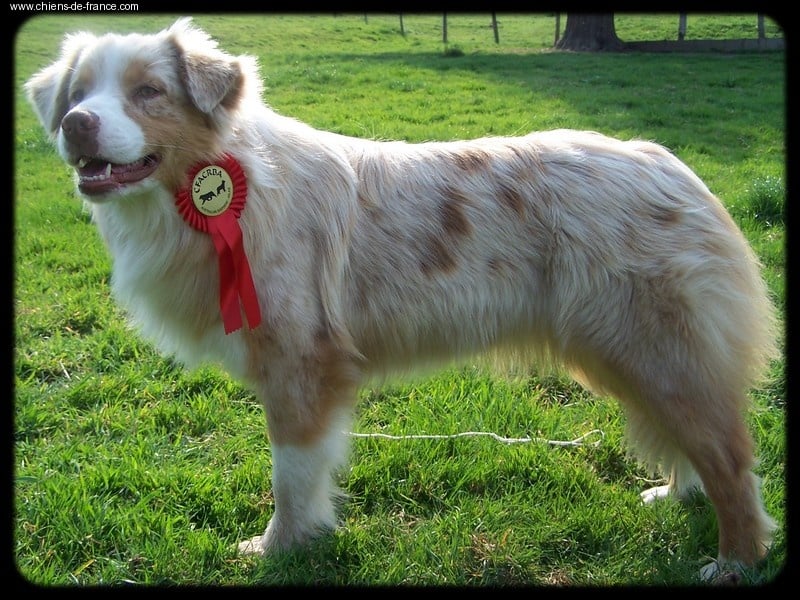 SR Bayka red merle saphir of Looping's New World - 9eme/44 EXCELLENT