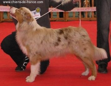 SR Bayka red merle saphir of Looping's New World - 2eme Très Prometteur