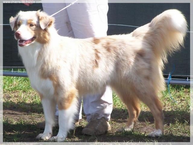 SR Bayka red merle saphir of Looping's New World - 2éme excellent