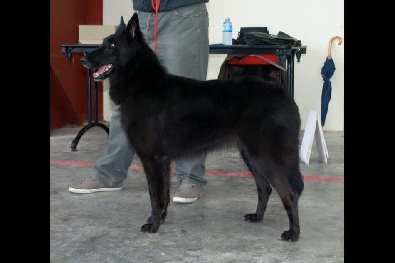 Islande du Domaine de Vauroux