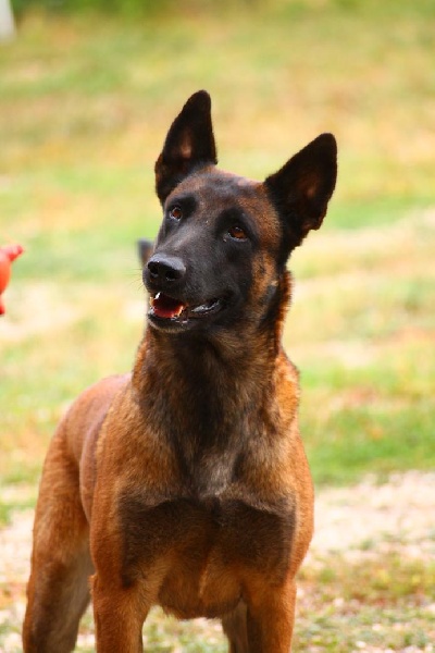 Publication : du Domaine de Vauroux Auteur : Stepahnie SOLA