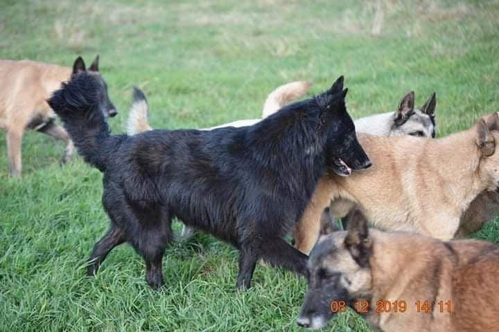 Islande du Domaine de Vauroux