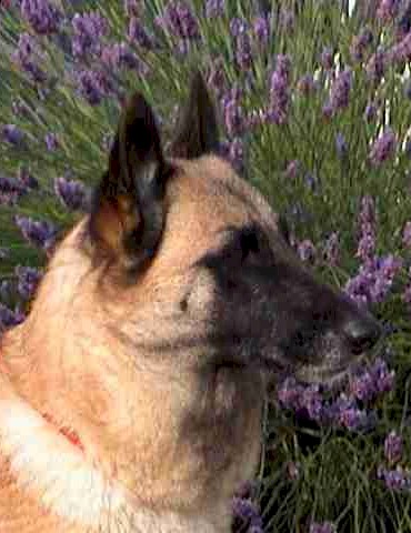 CH. Mandy du Domaine de Vauroux
