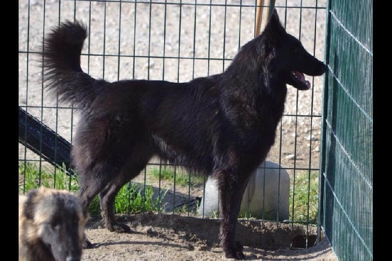 Islande du Domaine de Vauroux