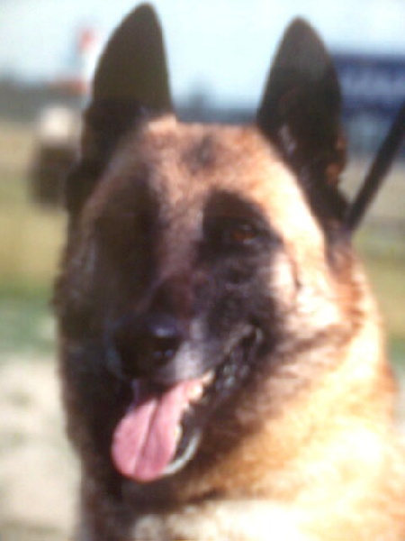 CH. Mandy du Domaine de Vauroux