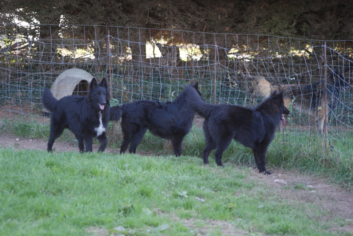 Berger Belge - du Domaine de Vauroux