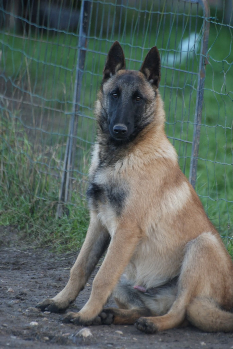 APPOLO ,MALINOIS MALE 6 collier violet