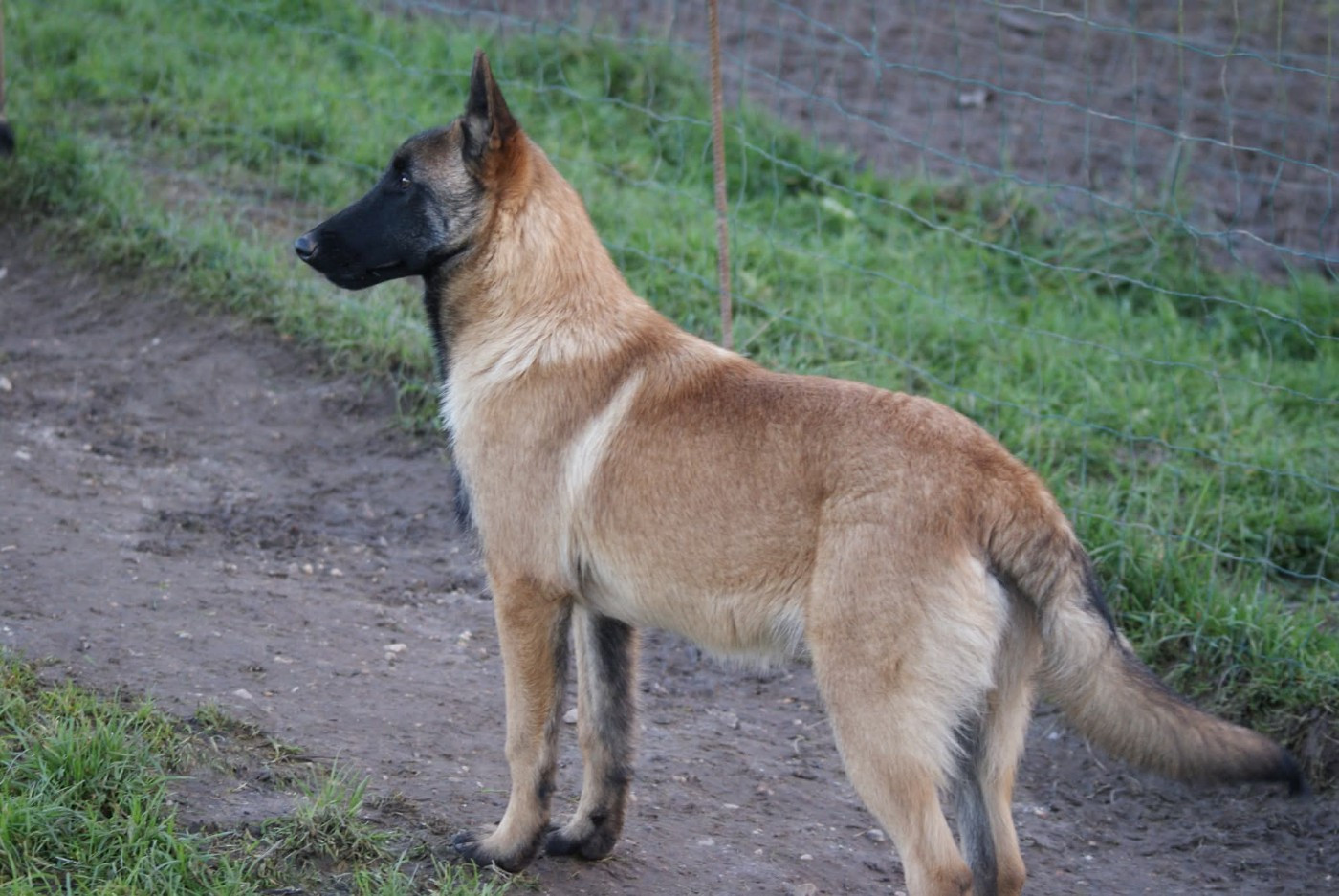 APPOLO ,MALINOIS MALE 6 collier violet