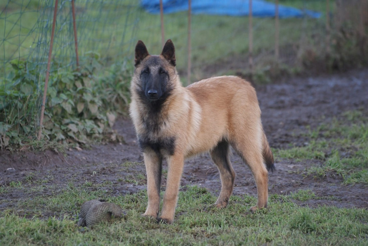 ARAMIS , MALINOIS MALE collier JAUNE