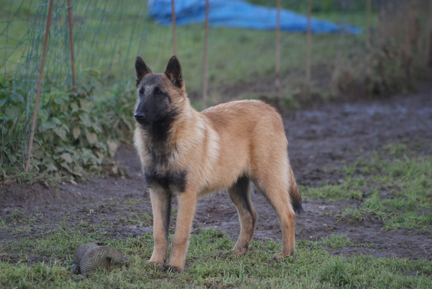 ARAMIS , MALINOIS MALE collier JAUNE