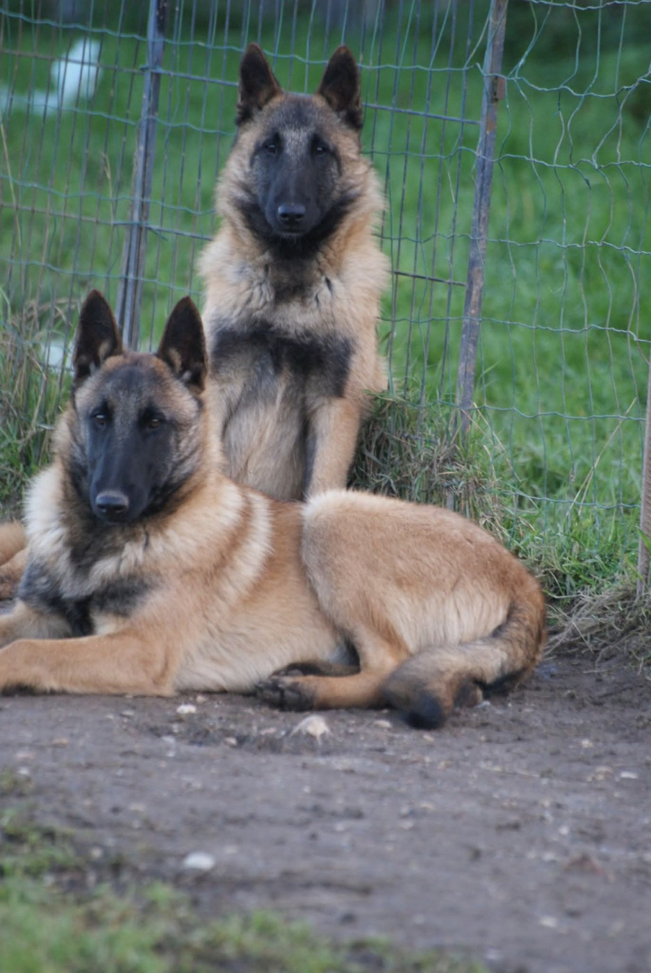 ARAMIS , MALINOIS MALE collier JAUNE