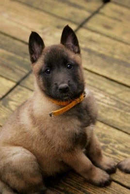 Les chiots de Berger Belge