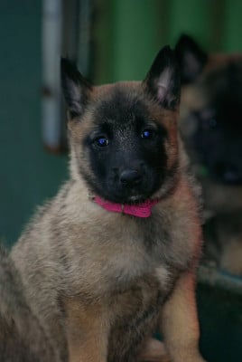 Les chiots de Berger Belge