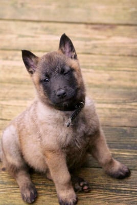 Les chiots de Berger Belge