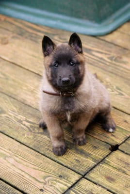 Les chiots de Berger Belge