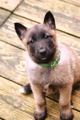 Les chiots de Berger Belge