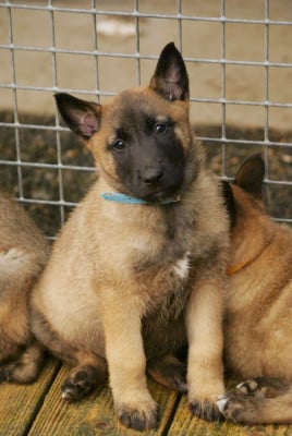 Les chiots de Berger Belge