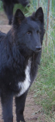 Les chiots de Berger Belge