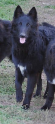 Les chiots de Berger Belge