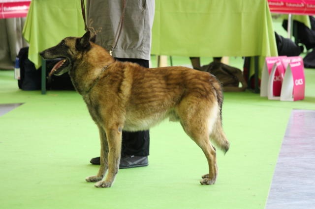 CH. Sujet Recommandé Strike du Domaine de Vauroux - 1er EX