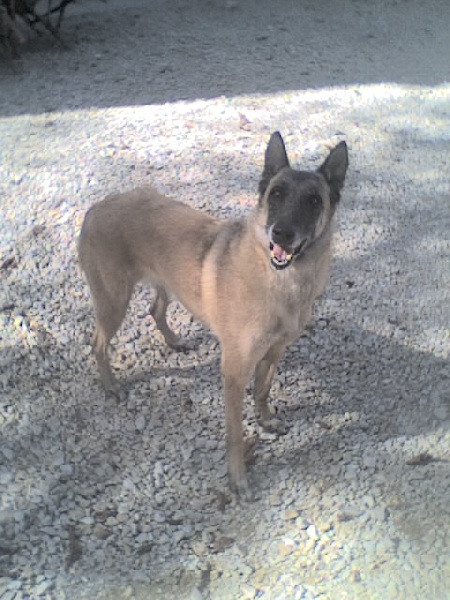 Rama du Domaine de Vauroux - 2eme Meilleur reproductrice malinoise