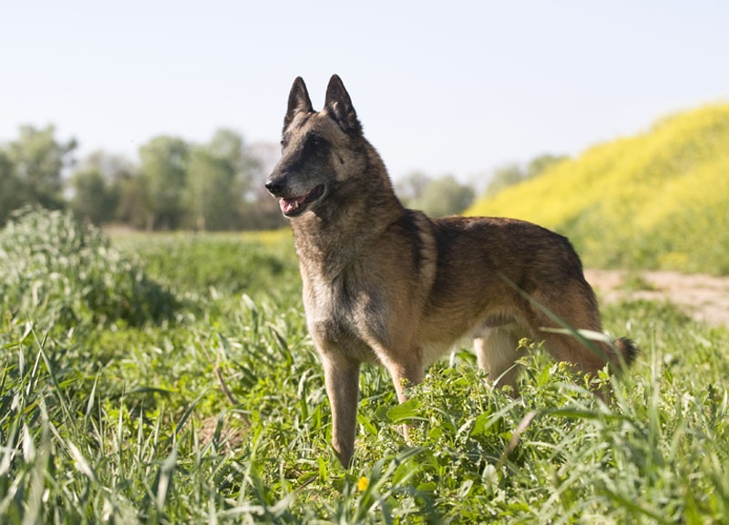 CH. sabrefield a class act with dealois Dealois - 2 eme EX en classe champion
