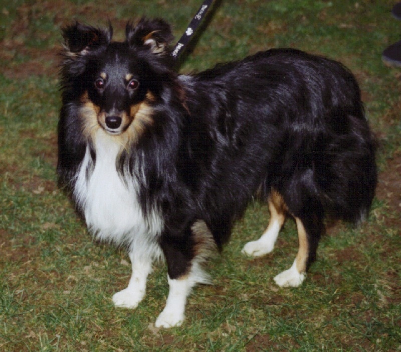 Cool charmer in black vom sternensee - 1 er excellent