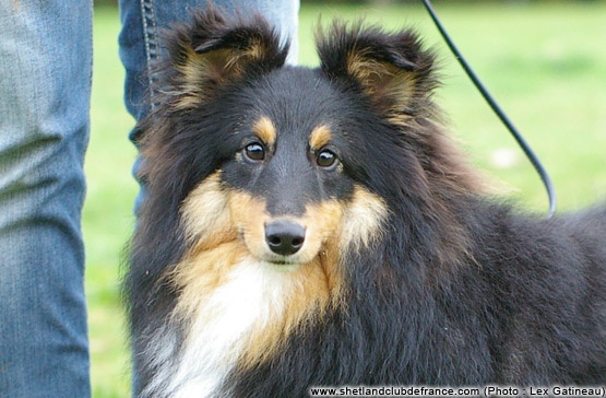 Farceur jusqu'au bout de l'inoubliable chemin - 1 erTrès Prometteur (puppy)